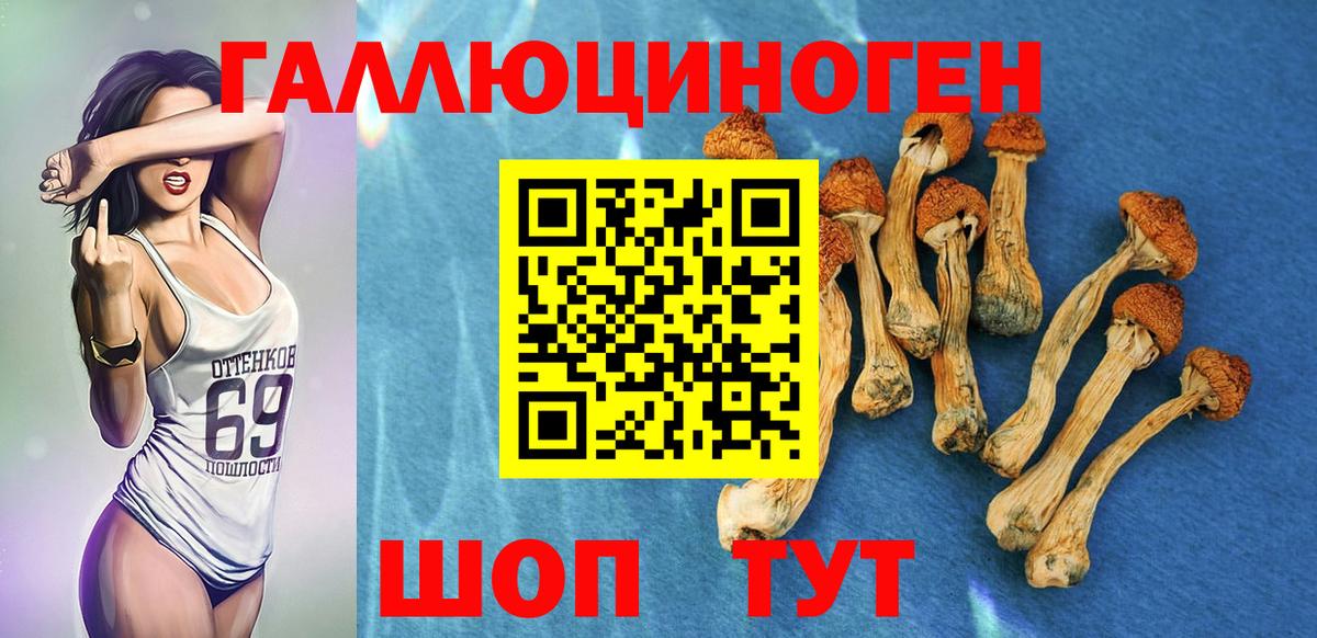 Псилоцибиновые грибы Psilocybe Мичуринск